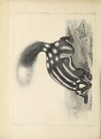 An illustration from Catalogue North American mammals with drawings and proof of plates (1856)