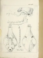 An illustration from Catalogue North American mammals with drawings and proof of plates (1856)