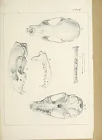 An illustration from Catalogue North American mammals with drawings and proof of plates (1856)