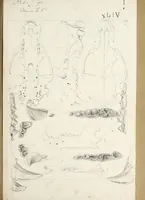 An illustration from Catalogue North American mammals with drawings and proof of plates (1856)