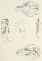 An illustration from Catalogue North American mammals with drawings and proof of plates (1856)