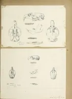 An illustration from Catalogue North American mammals with drawings and proof of plates (1856)