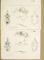 An illustration from Catalogue North American mammals with drawings and proof of plates (1856)
