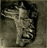 Picture 291 of 700 from Catalogue of plaster reproductions from antique, medieval and modern sculpture : subjects suitable for schools, libraries, and homes. (1911), leaf 100