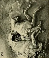 An illustration from Catalogue of plaster reproductions from antique, medieval and modern sculpture : subjects suitable for schools, libraries, and homes. (1911)