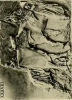 An illustration from Catalogue of plaster reproductions from antique, medieval and modern sculpture : subjects suitable for schools, libraries, and homes. (1911)