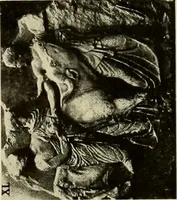 Picture 302 of 700 from Catalogue of plaster reproductions from antique, medieval and modern sculpture : subjects suitable for schools, libraries, and homes. (1911), leaf 100