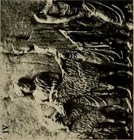 An illustration from Catalogue of plaster reproductions from antique, medieval and modern sculpture : subjects suitable for schools, libraries, and homes. (1911)