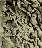 An illustration from Catalogue of plaster reproductions from antique, medieval and modern sculpture : subjects suitable for schools, libraries, and homes. (1911)