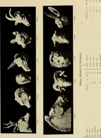 An illustration from Catalogue of plaster reproductions from antique, medieval and modern sculpture : subjects suitable for schools, libraries, and homes. (1911)