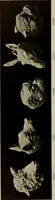 An illustration from Catalogue of plaster reproductions from antique, medieval and modern sculpture : subjects suitable for schools, libraries, and homes. (1911)