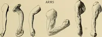 An illustration from Catalogue of plaster reproductions from antique, medieval and modern sculpture : subjects suitable for schools, libraries, and homes. (1911)