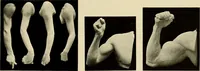 An illustration from Catalogue of plaster reproductions from antique, medieval and modern sculpture : subjects suitable for schools, libraries, and homes. (1911)