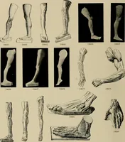 An illustration from Catalogue of plaster reproductions from antique, medieval and modern sculpture : subjects suitable for schools, libraries, and homes. (1911)