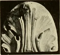 An illustration from Catalogue of plaster reproductions from antique, medieval and modern sculpture : subjects suitable for schools, libraries, and homes. (1911)
