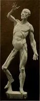 An illustration from Catalogue of plaster reproductions from antique, medieval and modern sculpture : subjects suitable for schools, libraries, and homes. (1911)