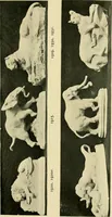 An illustration from Catalogue of A. Da Prato and Co. : importers and manufacturers of plaster cast reproductions from antique, medieval, and modern sculpture : subjects of every description for art schools : edition of 1900. (1900)