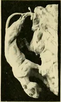 An illustration from Catalogue of A. Da Prato and Co. : importers and manufacturers of plaster cast reproductions from antique, medieval, and modern sculpture : subjects of every description for art schools : edition of 1900. (1900)