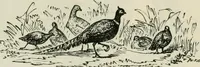 An illustration from Catalogue of the British Section : containing a list of the exhibitors of the United Kingdom and its colonies, and the objects which they exhibit : in English, French, German, and Italian : with statistical introductions and an appendix in which many of the objects exhibited are more fully described (1867)