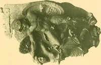 An illustration from Catalogue of the bronzes, Greek, Roman, and Etruscan, in the Department of Greek and Roman Antiquities, British Museum (1899)