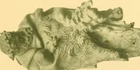 Picture 126 of 130 from Catalogue of the bronzes, Greek, Roman, and Etruscan, in the Department of Greek and Roman Antiquities, British Museum (1899), leaf 526