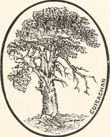 Picture 36 of 53 from A catalogue of a collection of plaques, medallions, vases, figures, &c., in coloured jasper and basalte : (1901), leaf 86