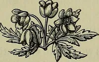 An illustration from Catalogue of a collection of old embroideries of the Greek islands and Turkey (1914)