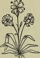 An illustration from Catalogue of a collection of old embroideries of the Greek islands and Turkey (1914)
