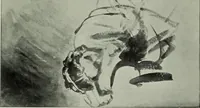 An illustration from Catalogue of drawings by Dutch and Flemish artists preserved in the Department of Prints and Drawings in the British Museum (1915)