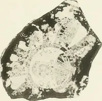 An illustration from Catalogue of early Christian antiquities and objects from the Christian East in the Department of British and mediaeval antiquities and ethnography of the British museum; (1901)