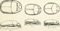 An illustration from Catalogue of Egyptian scarabs, etc., in the British museum (1913)