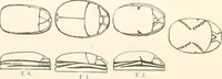 An illustration from Catalogue of Egyptian scarabs, etc., in the British museum (1913)