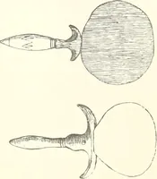 An illustration from A catalogue of the Egyptian antiquities in the possession of F.G. Hilton Price (1897)