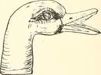 An illustration from A catalogue of the Egyptian antiquities in the possession of F.G. Hilton Price (1897)