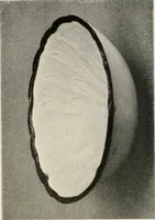 An illustration from Catalogue of an exhibition of early Chinese pottery and sculpture (1916)