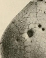 Picture 143 of 296 from Catalogue of an exhibition of early Chinese pottery and sculpture (1916), leaf 251