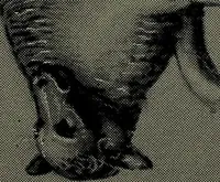 An illustration from Catalogue of an exhibition of stained glass from the XIth to the XVIIIth cent (1920)