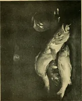 An illustration from Catalogue of the exhibition of paintings by Ten American painters, April 11 to May 3, 1908 (1908)