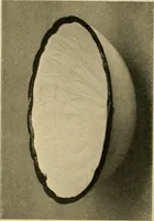 An illustration from Catalogue of an exhibition of early Chinese pottery and sculpture (1916)