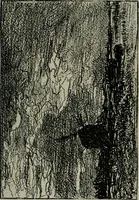 An illustration from Catalogue illustré officiel de la Section des beaux-arts de l'Exposition universelle d'Amsterdam, contenant environ 200 reproductions d'après les dessins originaux des artistes (1883)