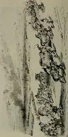 An illustration from Catalogue illustré officiel de la Section des beaux-arts de l'Exposition universelle d'Amsterdam, contenant environ 200 reproductions d'après les dessins originaux des artistes (1883)