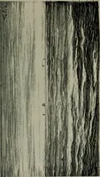 An illustration from Catalogue illustré officiel de la Section des beaux-arts de l'Exposition universelle d'Amsterdam, contenant environ 200 reproductions d'après les dessins originaux des artistes (1883)