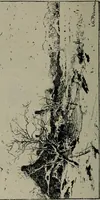 An illustration from Catalogue illustré officiel de la Section des beaux-arts de l'Exposition universelle d'Amsterdam, contenant environ 200 reproductions d'après les dessins originaux des artistes (1883)