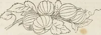An illustration from Catalogue of fruit and ornamental trees cultivated at the Union Nurseries (1852)