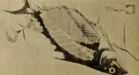 An illustration from Catalogue of Fukuba's collection of one hundred Ukiyoé paintings (1911)