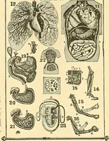 An illustration from Catalogue of games, sectional pictures, toys, puzzles, blocks and novelties (1889)