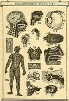 An illustration from Catalogue of games, sectional pictures, toys, puzzles, blocks and novelties (1889)
