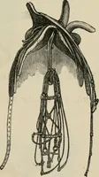 Picture 123 of 190 from Catalogue of improved and patented stable fittings and fixtures, brass, bronzed and nickel plated; poultry yard appliances, dog kennels, door and window guards, &c., &c. (1886), leaf 94