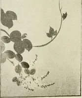 An illustration from Catalogue of Japanese artists' materials / Bunkio Matsuki. (1904)