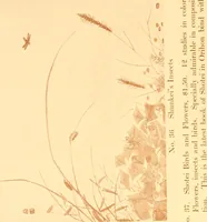 Picture 9 of 50 from Catalogue of Japanese artists' materials / Bunkio Matsuki. (1908), leaf 13